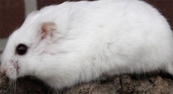 白熊仓鼠怎么养？最适合的温度是什么？