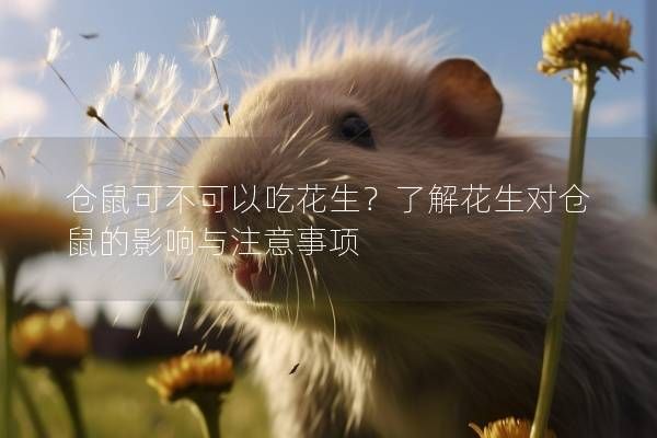仓鼠可不可以吃花生？了解花生对仓鼠的影响与注意事项