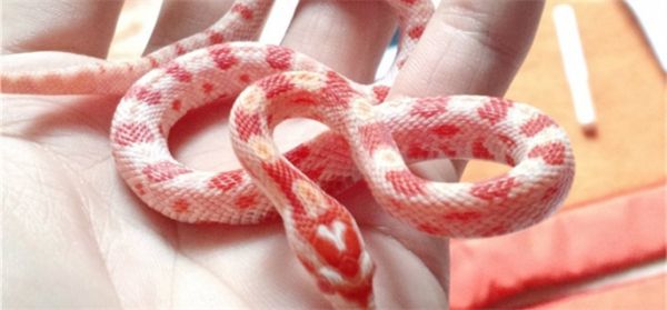 玉米蛇抖尾巴是要咬人吗