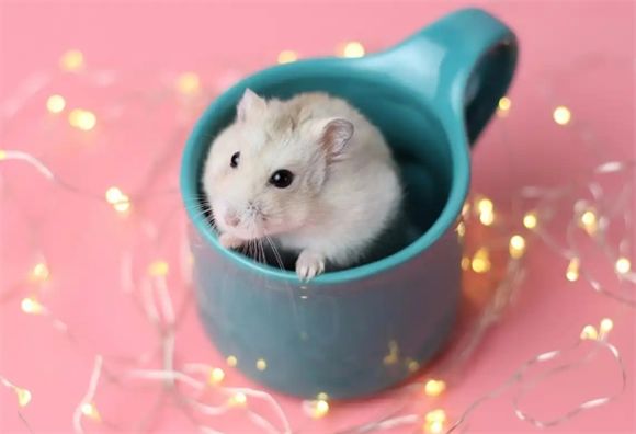 为什么不建议养仓鼠呢？