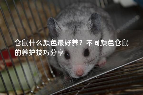 仓鼠什么颜色最好养？不同颜色仓鼠的养护技巧分享