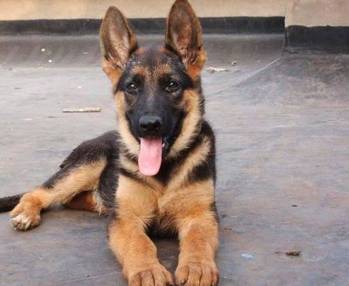 成年德牧适宜温度：15-25℃