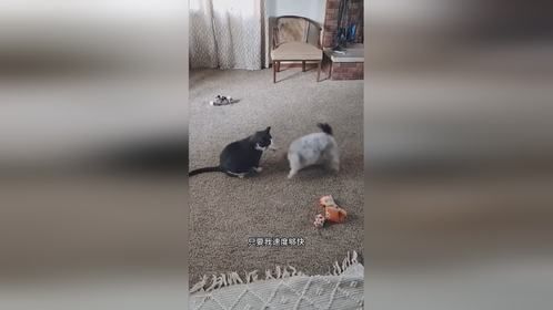 神功大成从此不再怕猫