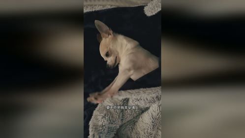 可把狗狗烦坏了