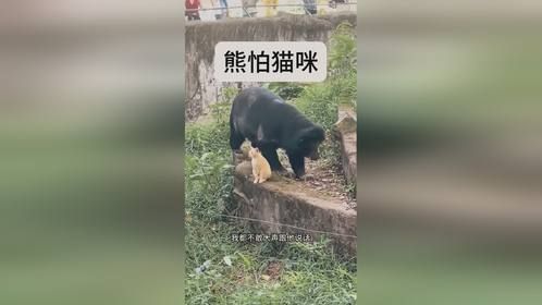 这熊孩子有点怕猫