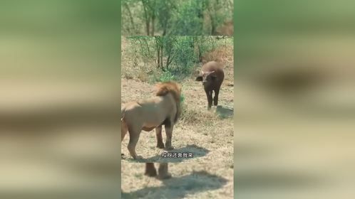 初生牛犊不怕狮子