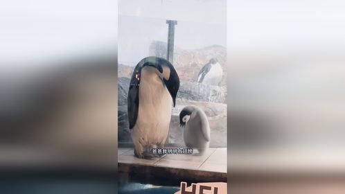 再瘦你也飞不起来