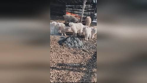 好好两件羊毛衫烤坏了