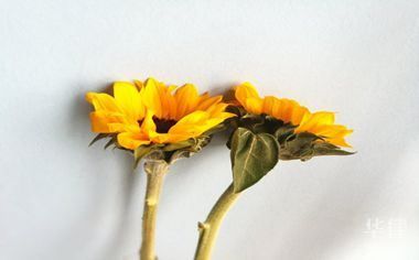 宠物医院医死宠物赔偿多少