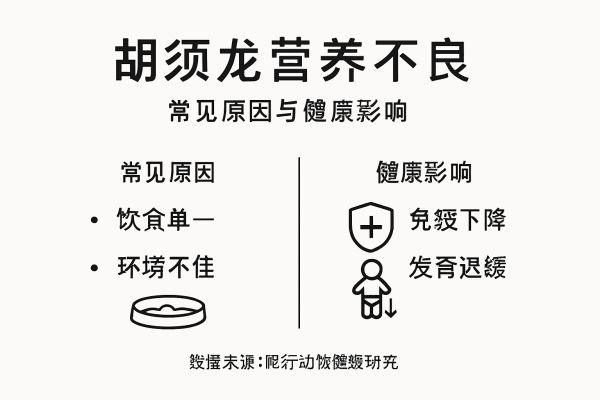 胡须龙营养要点一览图，带你快速了解饲养胡须龙时不可忽视的饮食关键。