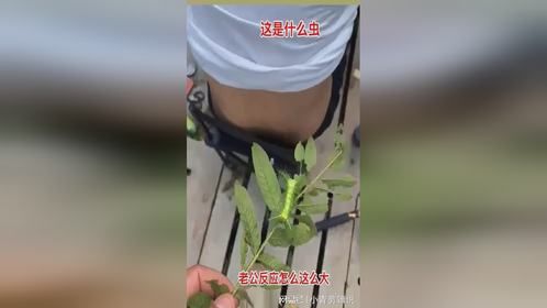 这是什么虫，老板反应这么大