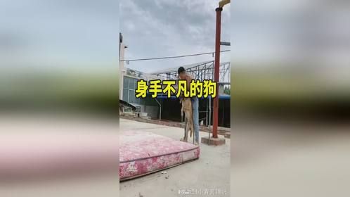 这狗狗的身手也太高超了。