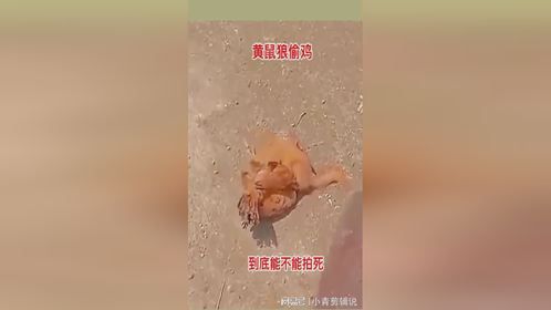 黄大仙偷鸡，到底能不能拍死