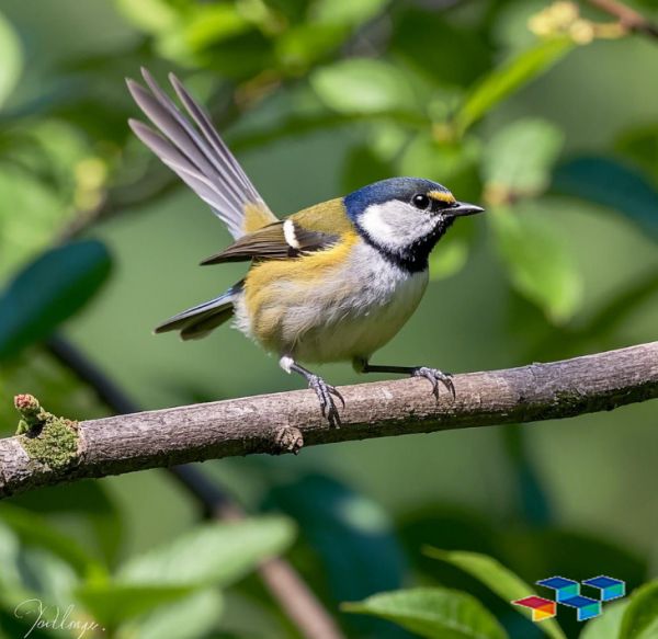 萌宠网,宠物鸟,宠物训练多少钱,宠物用品,猫咪窝垫,宠物洗澡,兔