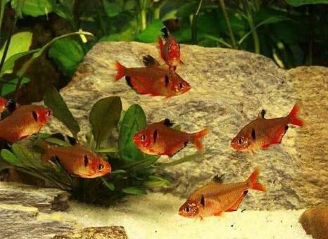 以一米标准鱼缸为例，各种常见观赏鱼的饲养密度，数值有一定浮动