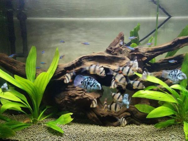 以一米标准鱼缸为例，各种常见观赏鱼的饲养密度，数值有一定浮动