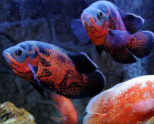 以一米标准鱼缸为例，各种常见观赏鱼的饲养密度，数值有一定浮动