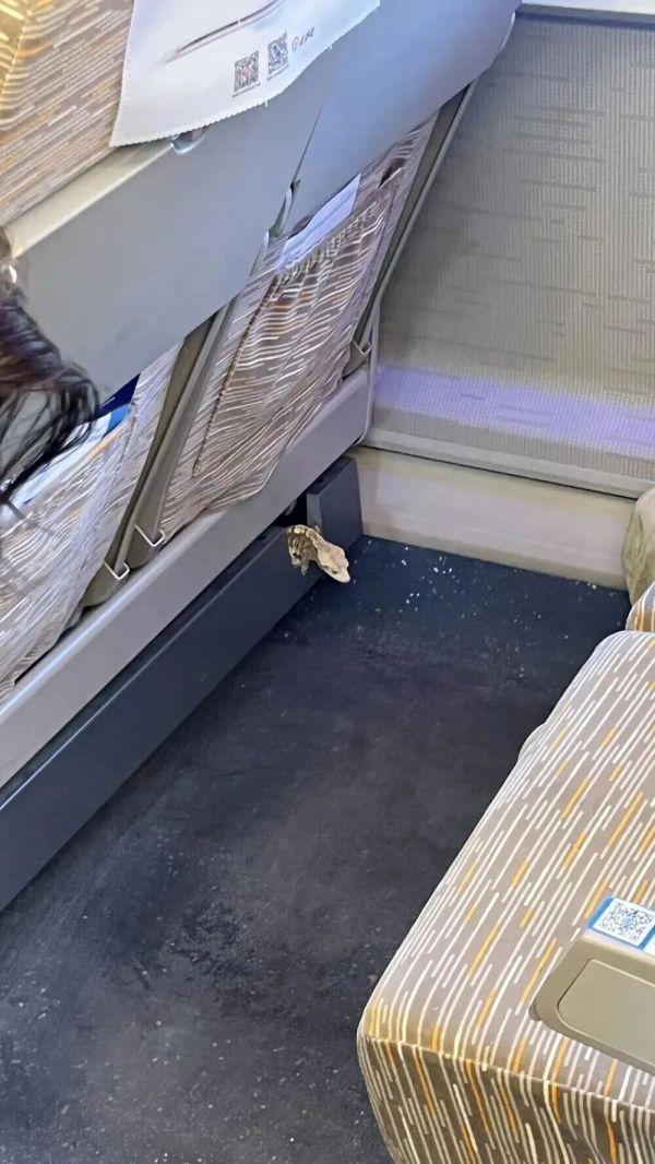 高铁车厢内突然出现蜥蜴？“心跳都快停了！”铁路最新通报→