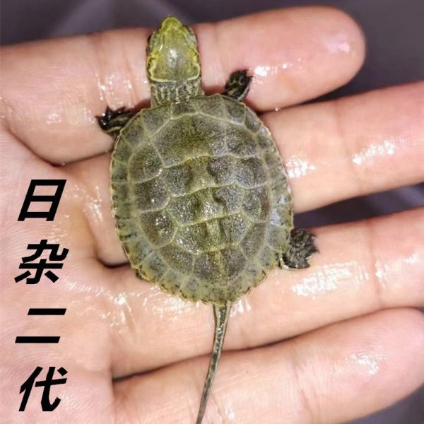 活物乌龟日本石龟杂花草龟日石杂花龟外塘冷水宠物龟活体网红龟苗
