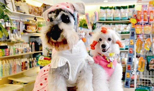 宠物店买的狗狗的流程，先收藏！