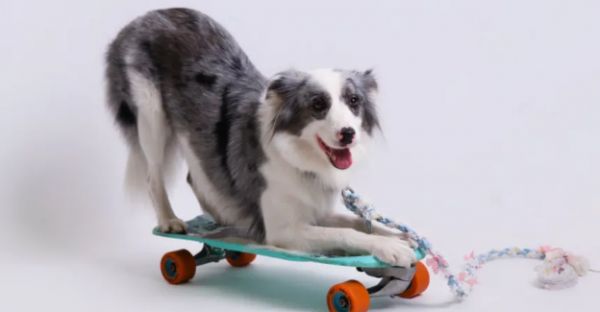 萌宠齐聚POP秀场，潮宠星（上海）宠物模特大赛海选上演宠物时尚派对