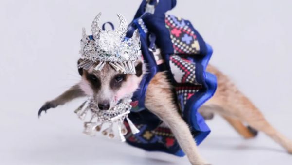 萌宠齐聚POP秀场，潮宠星（上海）宠物模特大赛海选上演宠物时尚派对