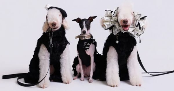 萌宠齐聚POP秀场，潮宠星（上海）宠物模特大赛海选上演宠物时尚派对