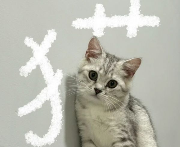 渴望等进口粮VS国产粮，铲屎官选粮不再纠结！ 一篇看懂猫狗主粮选购攻略