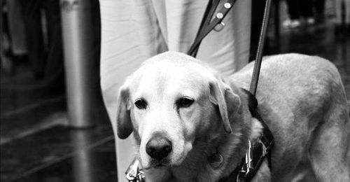 导盲犬是哪种狗？作为宠物合适吗？