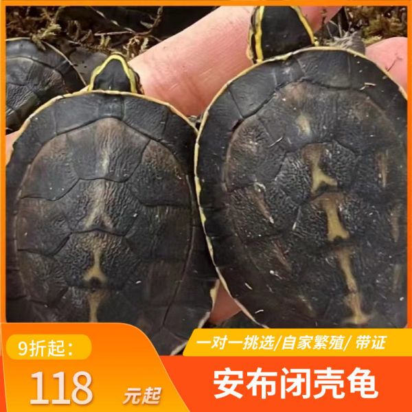 安布闭壳龟安布苗扁安宠物龟半水龟线安苗杂食龟活体灰招财龟可挑