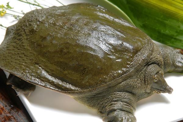 怎么判断山瑞鳖品种的好坏，可通过外形来分辨