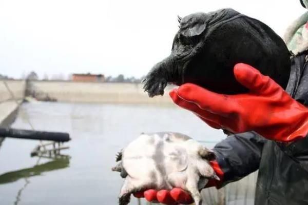 怎么判断山瑞鳖品种的好坏，可通过外形来分辨