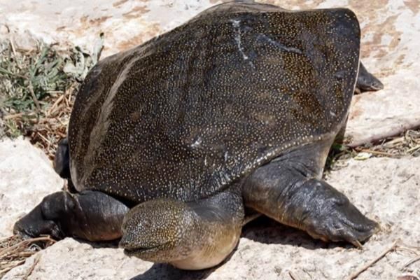 怎么判断山瑞鳖品种的好坏，可通过外形来分辨