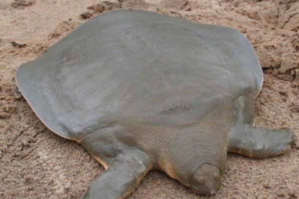 怎么判断山瑞鳖品种的好坏，可通过外形来分辨