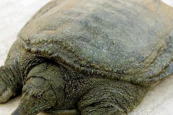 怎么判断山瑞鳖品种的好坏，可通过外形来分辨