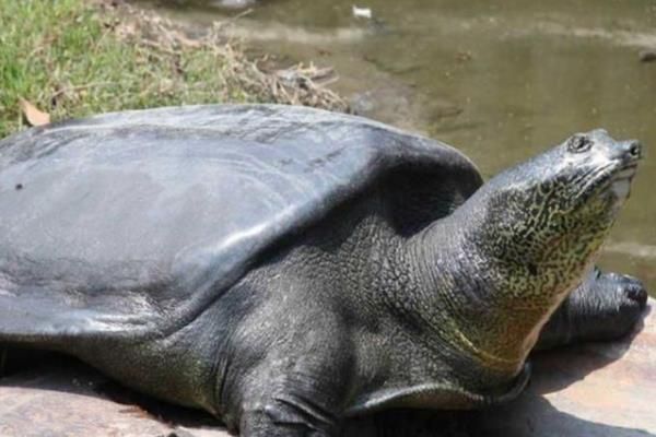 怎么判断山瑞鳖品种的好坏，可通过外形来分辨