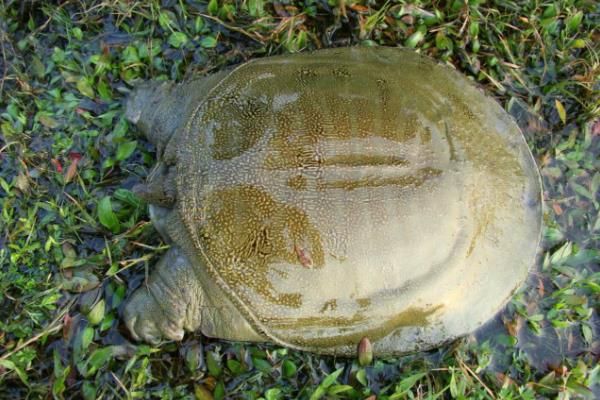怎么判断山瑞鳖品种的好坏，可通过外形来分辨