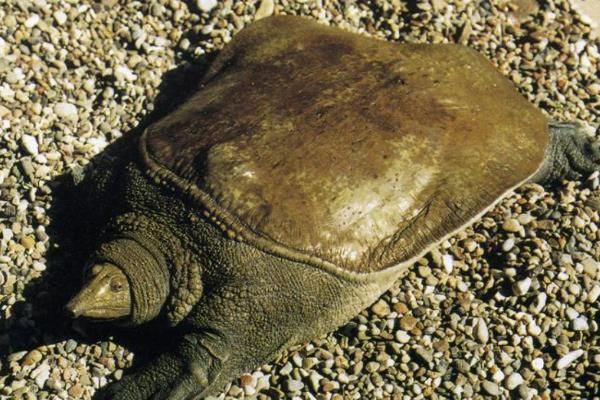 怎么判断山瑞鳖品种的好坏，可通过外形来分辨