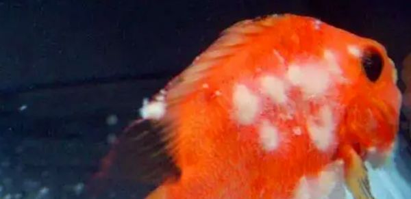 换季常见的几种鱼病，你中招了吗？