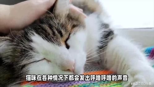 养猫知识：猫发出呼噜呼噜的声音是什么意思？