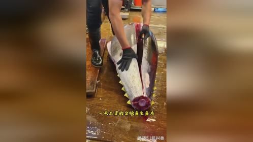 一块下去就要花掉一天工资的金枪鱼生鱼片，一开始连狗猫都不吃！