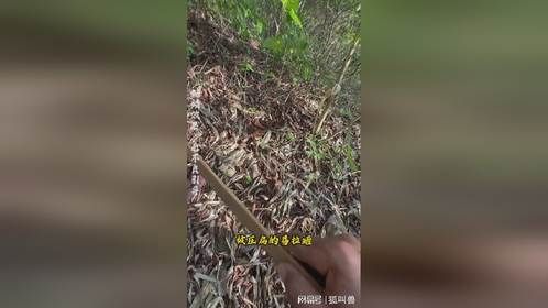 这里位于泰国，小哥拿着压扁的易拉罐，模仿青蛙的叫声