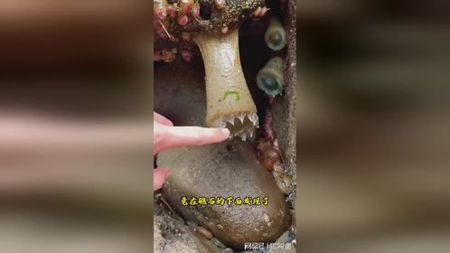 一坨像果冻一样的家伙，并不是活体捏捏乐！