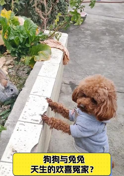 兔子与狗狗和谐相处的训练方法是什么？