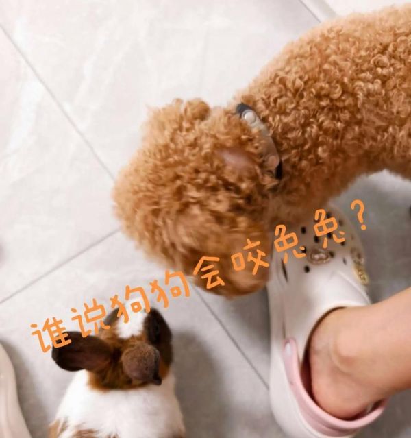 兔子与狗狗和谐相处的训练方法是什么？