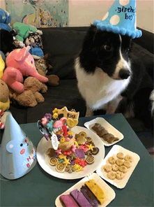 宠物狗怎么度过一天生日