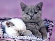 皇家猫粮能给幼猫吃吗？