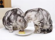 多大的猫算成猫？猫多大可以吃成猫粮？