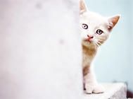 猫咪吃成猫粮和幼猫粮都可以吗？