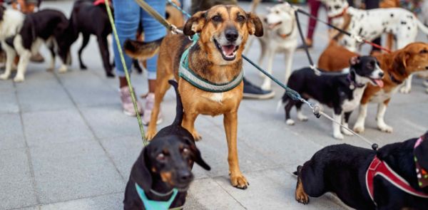 加拿大宠物行业深度解析